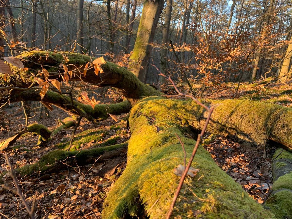 Agroturystyka Gesiniec Stare Osieczno ภายนอก รูปภาพ
